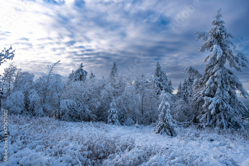 Coniferous trees covered in deep snow on the Feldberg im Taunus / Germany 