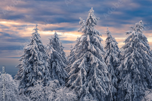 Snow-covered conifers on the Feldberg in Taunus   Germany in the evening 