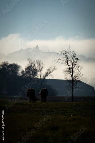 Promenade dans le brouillard dans la campagne Fribourgeoise dans la région de Romont. Paysage en contre-juor.