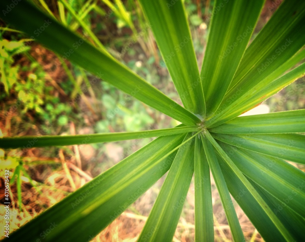 Fototapeta premium green leaves