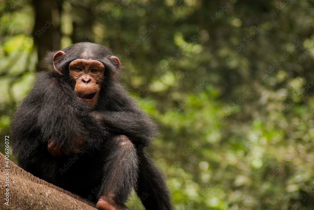 One of chimpanzee gesture, expression and behavior in controlled habitat such as zoo or safari garden One of chimpanzee gesture, expression and behavior in controlled habitat such as zoo or safari garden