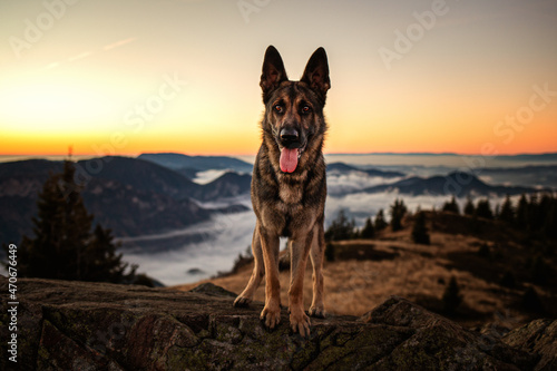 Hunde in der Natur 