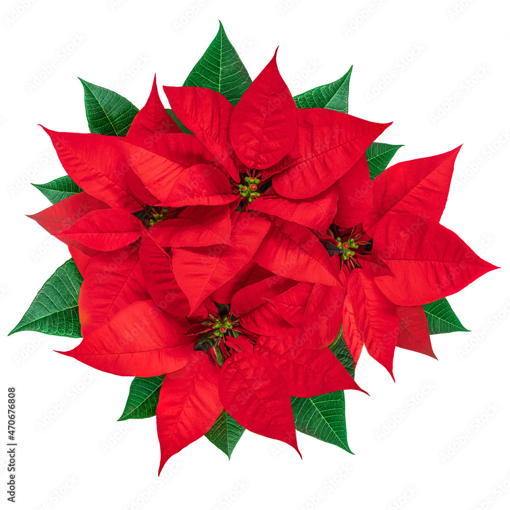 Red Christmas flower  Poinsettia isolated on white background. Xmas symbol Euphorbia Flat lay. Top view..