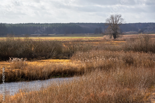 Fototapeta Naklejka Na Ścianę i Meble -  Kolory jesieni w Dolinie Górnej Narwi, Podlasie, Polska