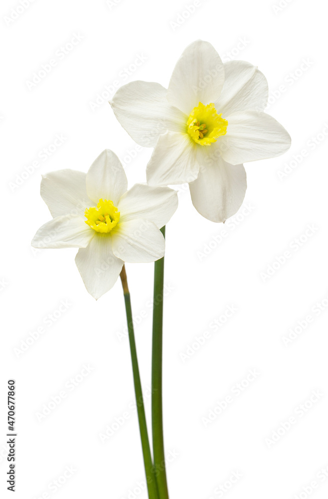 Bouquet of white daffodils flowers isolated on white background. Flat lay, top view Bouquet of white daffodils flowers isolated on white background. Flat lay, top view