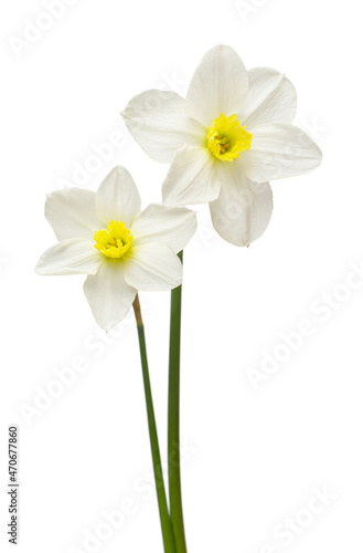 Bouquet of white daffodils flowers isolated on white background. Flat lay, top view
