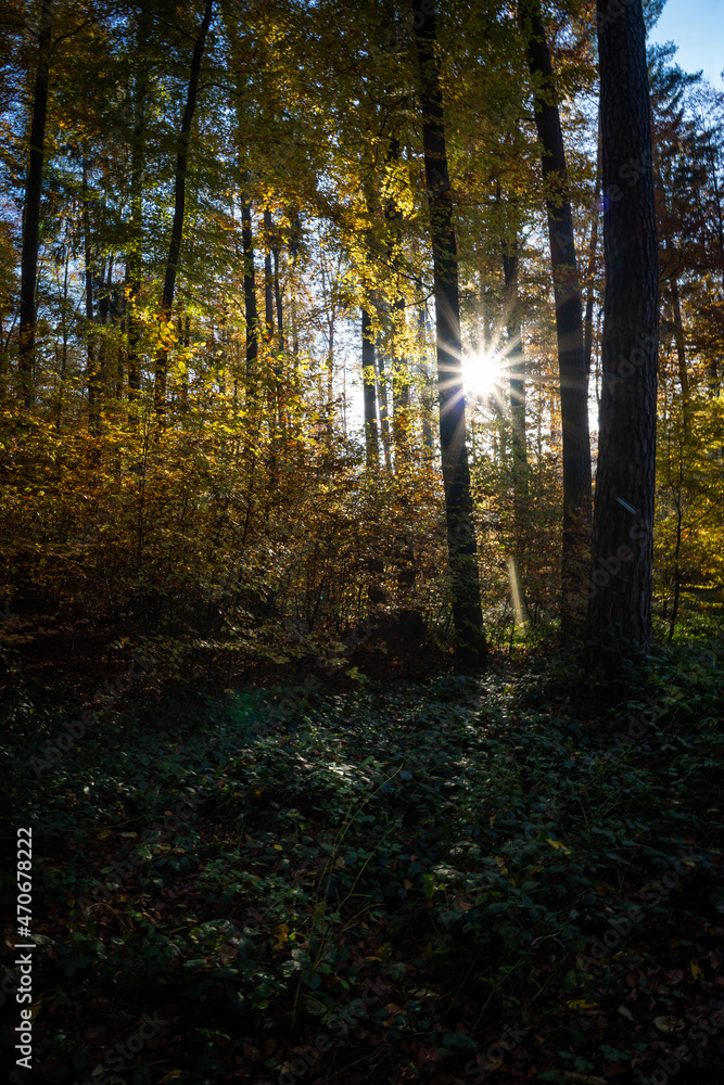 Fototapeta premium Promenade en forêt avec les couleurs automnales pendant le coucher de soleil