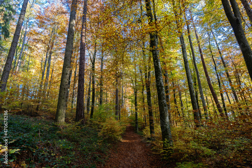 Promenade en forêt avec les couleurs automnales pendant le coucher de soleil