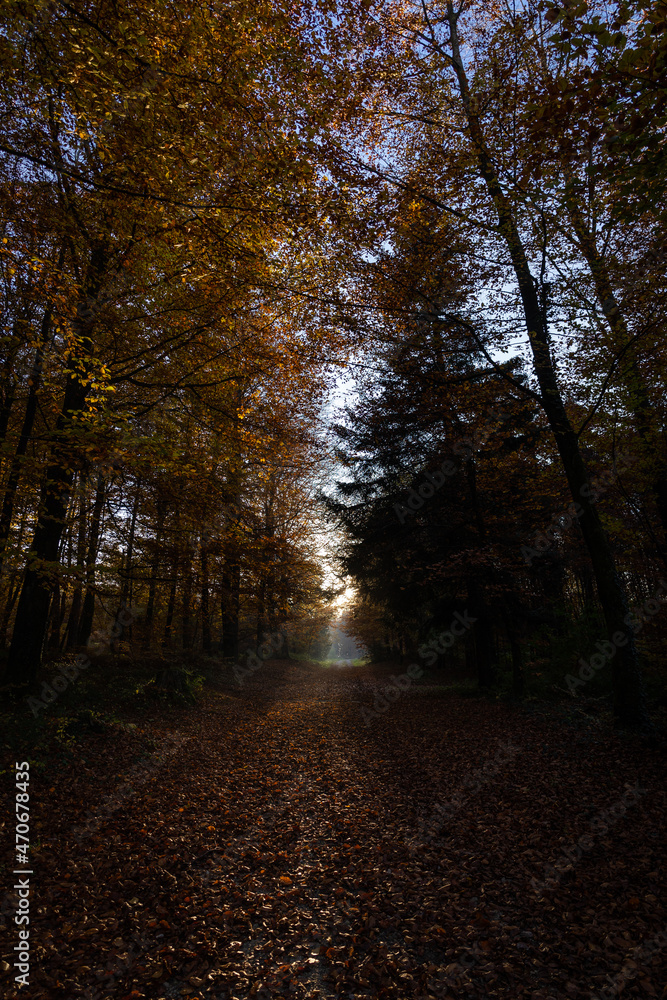Promenade en forêt avec les couleurs automnales pendant le coucher de soleil Promenade en forêt avec les couleurs automnales pendant le coucher de soleil