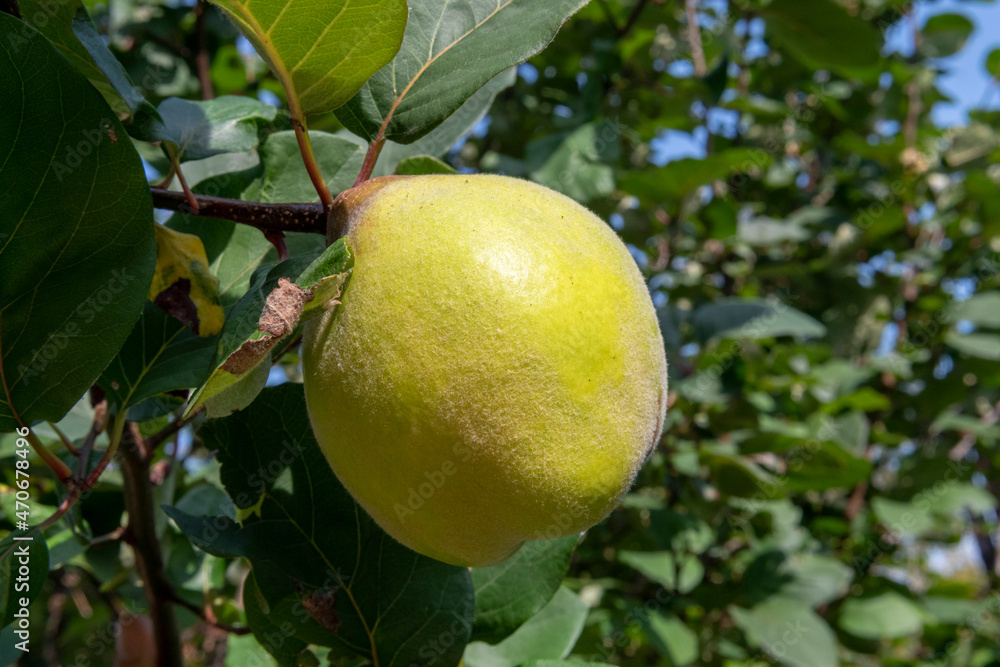Quince fruits in tree Quince fruits in tree