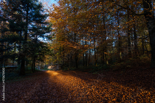Promenade en forêt avec les couleurs automnales pendant le coucher de soleil