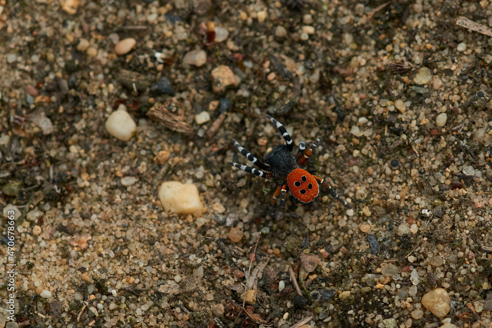 Rote Röhrenspinne (Eresus kollari)