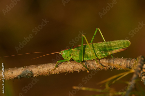 Grünes Heupferd (Tettigonia viridissima) in der Abendsonne