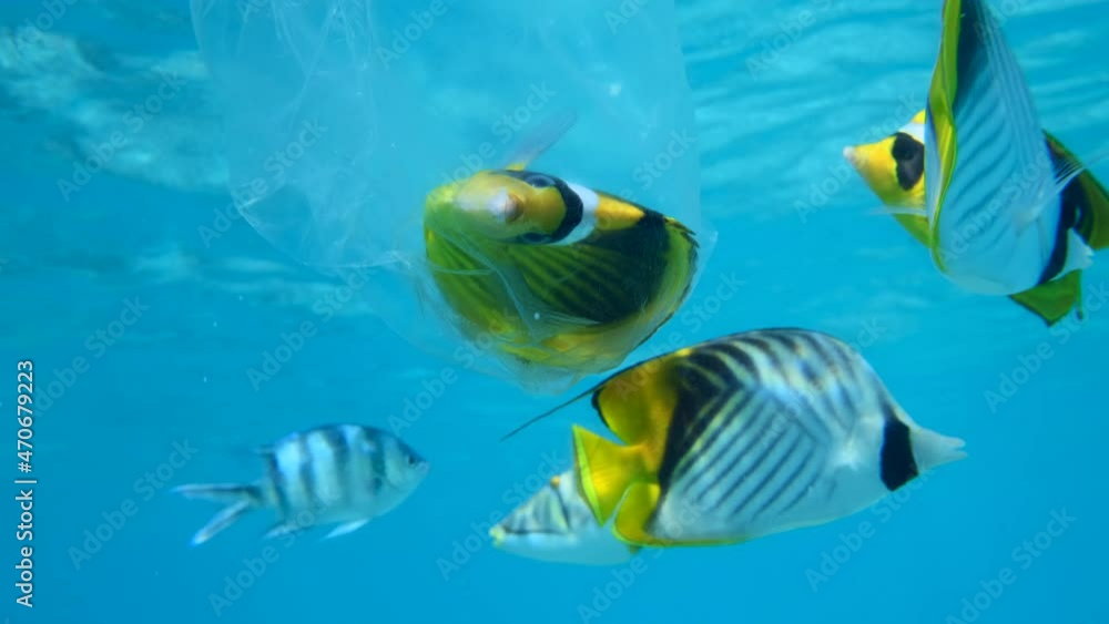 Butterflyfish died hitting trapped in plastic bag drifts under surface of water, other fishes swims nearby and looking at it. Diagonal Butterflyfish (Chaetodon fasciatus), plastic pollution of Ocean Butterflyfish died hitting trapped in plastic bag drifts under surface of water, other fishes swims nearby and looking at it. Diagonal Butterflyfish (Chaetodon fasciatus), plastic pollution of Ocean