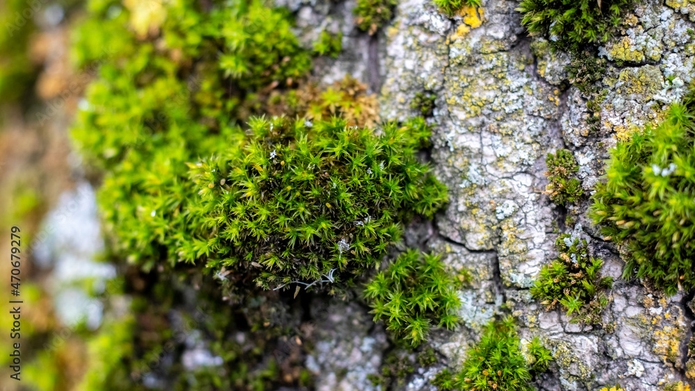 Green thick moss on a tree in the forest Green thick moss on a tree in the forest