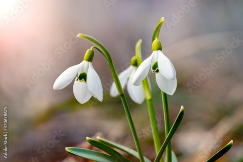 White delicate snowdrops in the spring forest in sunny weather on a blurred background