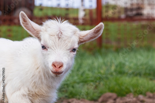 Small white goat in spring on a background of green grass, copy space