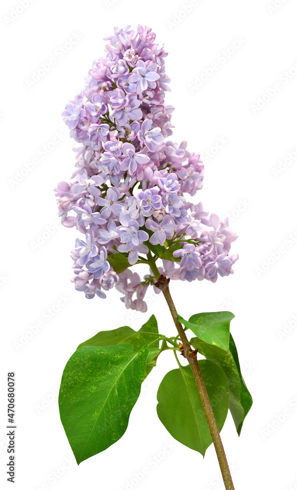 Syringa lilac flowers isolated on white background Syringa lilac flowers isolated on white background