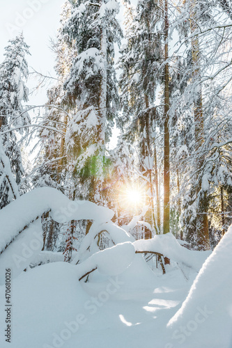 Tief Verschneite Tannenbäume im Tannenwald