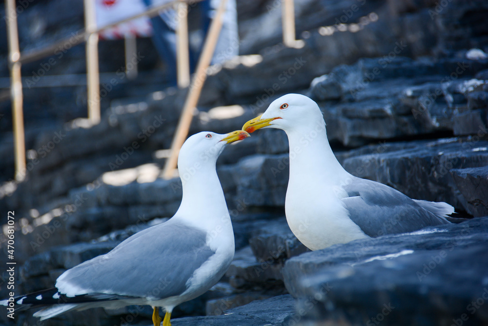 Obraz premium seagull kiss