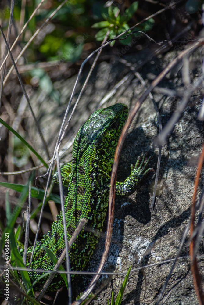 lizard lizard