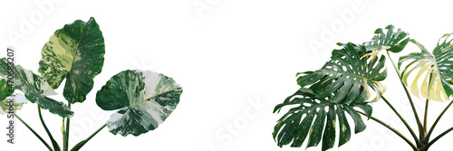 Tropical foliage plants variegated leaves of Monstera and Alocasia popular rainforest houseplants on white, green variegated leaves pattern nature frame border background.