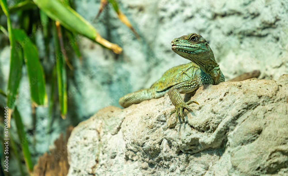 Fototapeta premium Amboina Sail Finned Lizard