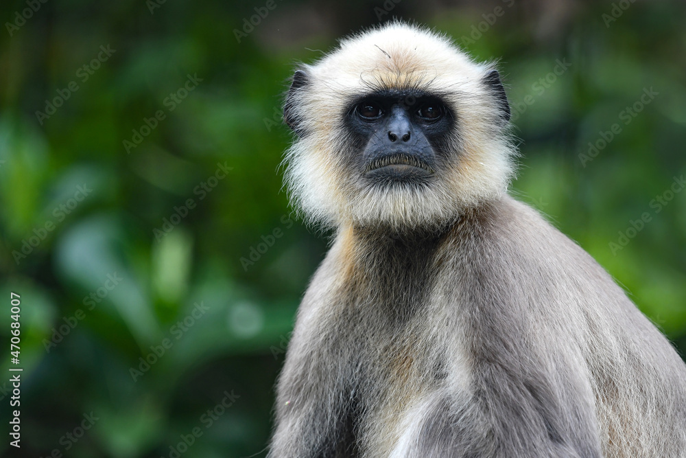 Fototapeta premium Gray Langur 