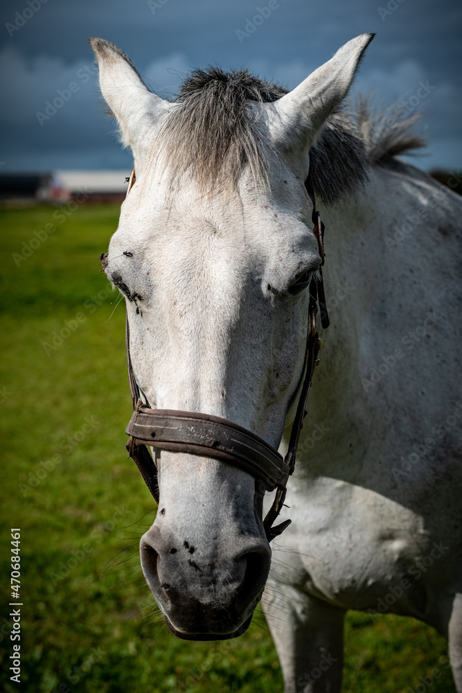 Obraz premium Pferdegesicht