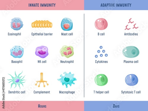 Adaptive immune system. Cells Innate immunity Complement protein, Anatomical division diagram with lymphoid cell, medical graphic exact vector illustration