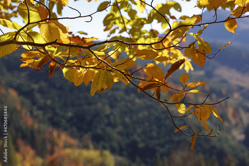Beautiful tree with bright autumn leaves outdoors on sunny day, space for text Beautiful tree with bright autumn leaves outdoors on sunny day, space for text
