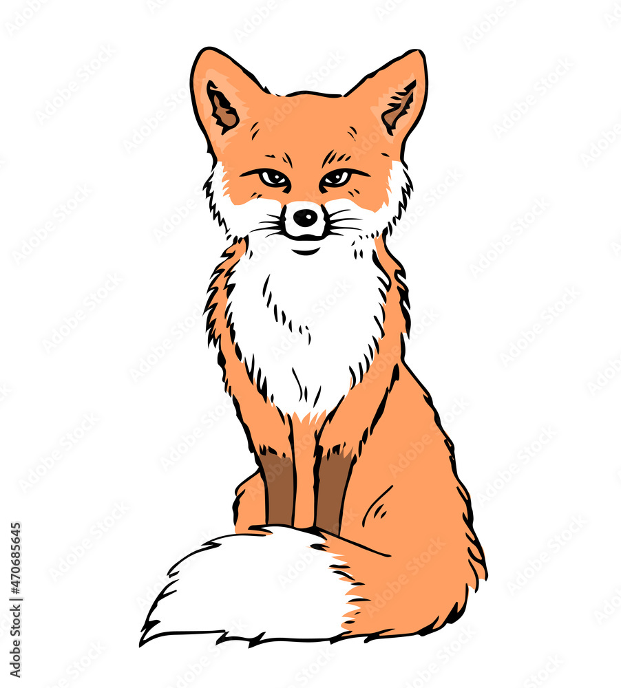 Fototapeta premium Illustration of a red fox sitting. Fluffy tail. Forest animal. Vector isolated illustration hand drawn