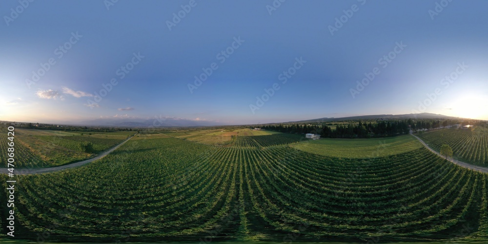360 industrial production of grapes, rows of grapes