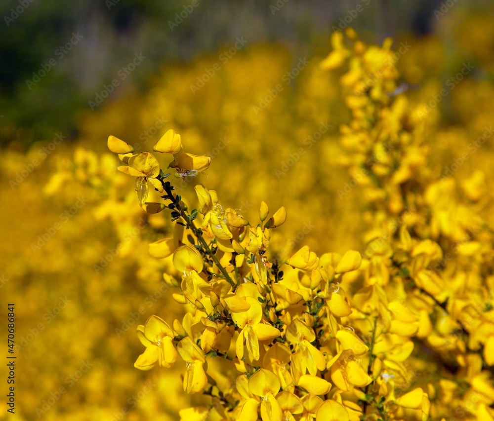 Obraz premium Cytisus scoparius, the common broom or Scotch broom