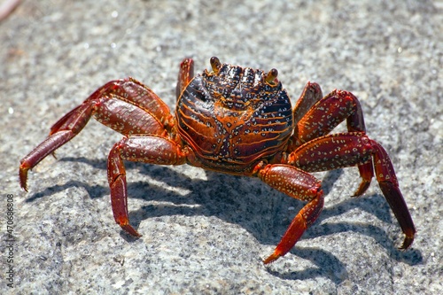 Red crab sitting on stone  sea crustacean