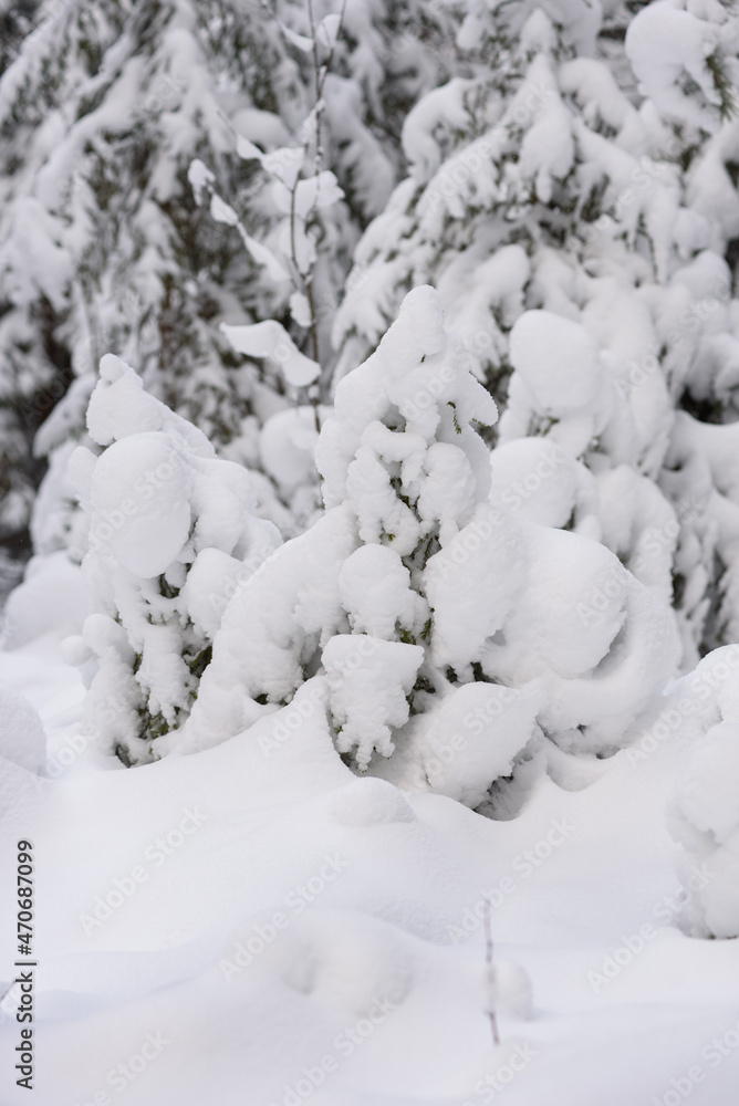 Snow-covered fir trees with large caps of snow. Snow-covered fir trees with large caps of snow.
