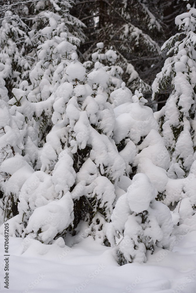 Snow-covered fir trees with large caps of snow. Snow-covered fir trees with large caps of snow.