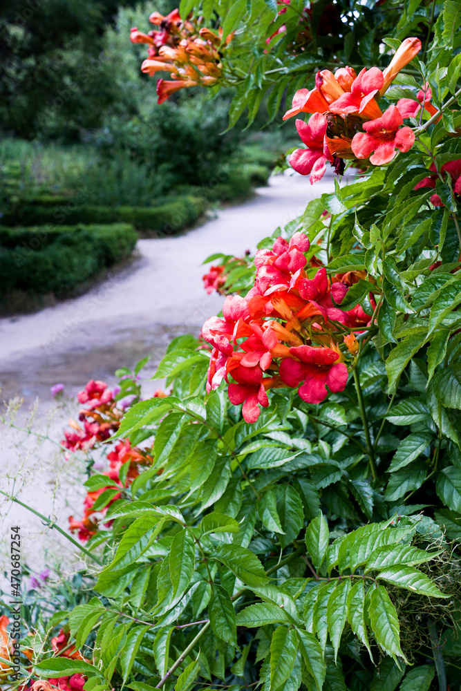 Campsis grandiflora - red flowers in the garden