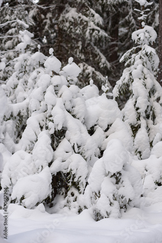  Snow-covered fir trees with large caps of snow.