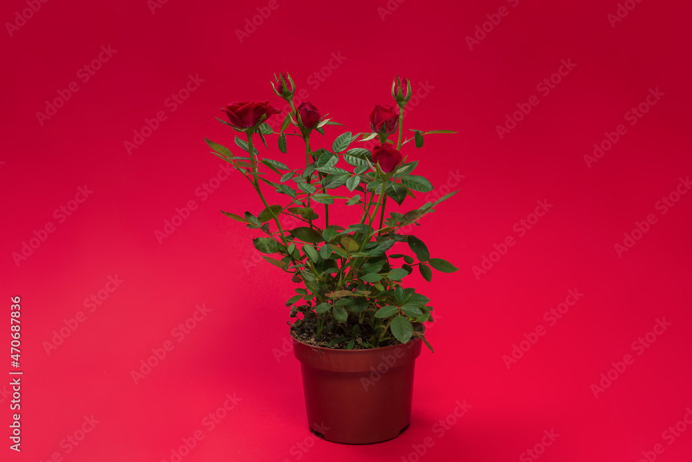 RRed roses in a pot on red background. Copy space.