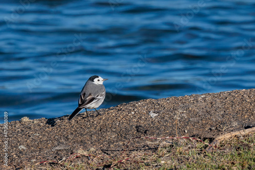 White Wagtail in its natural environment. photo