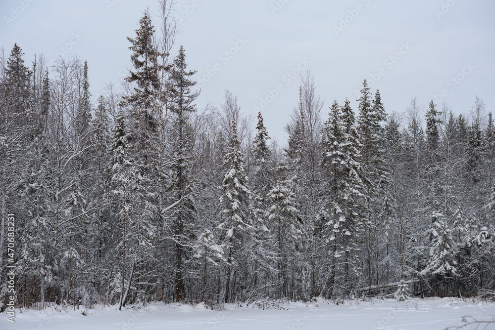 A snow-covered landscape of a winter forest A snow-covered landscape of a winter forest