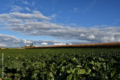 Feld mit grünem Rübenfeld, reifes Maisfeld, Himmel und Wolken