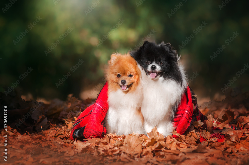 Obraz premium cute spitz dogs in autumn park 