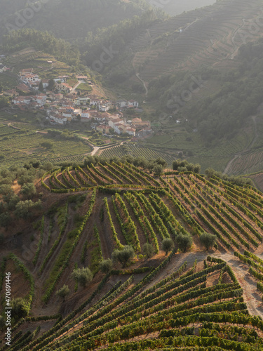 Rows of vineyards in the haute douro photo