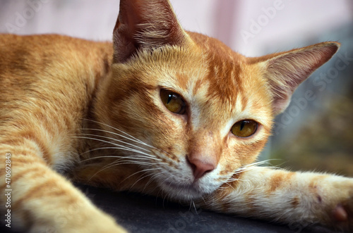 Extreme closeup of a Ceylon cat, commonly known as celonese lying on the floor. Big closeup of domestic cat.