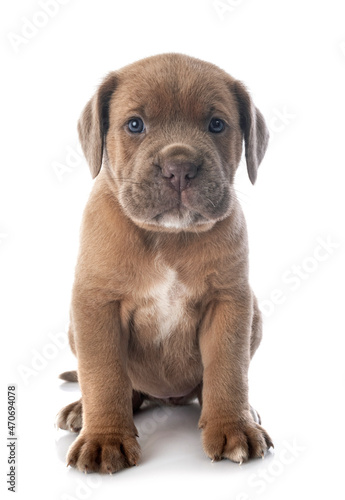 puppy cane corso