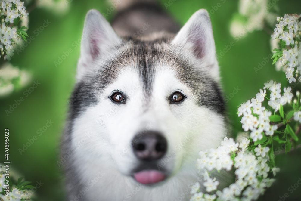 portrait of happy siberian husky in spring with white flowers on green background portrait of happy siberian husky in spring with white flowers on green background