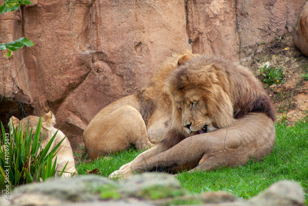 Naklejka premium Bakhchi Zahèr Zoo Beauval