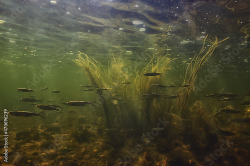 Fototapeta flock of small fish underwater, freshwater bleak fish anchovy seascape
